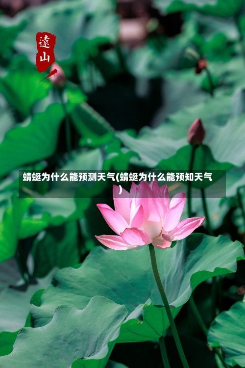 蜻蜓为什么能预测天气(蜻蜓为什么能预知天气)